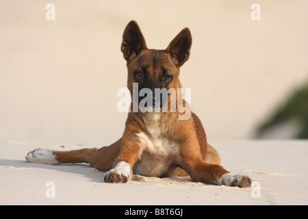 Seul adulte dingo portant sur une dune de sable Banque D'Images