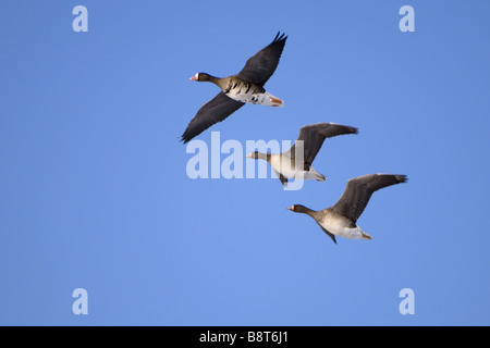 Bean Goose, Taiga Bean goose (Anser fabalis), battant avec deux Oies rieuses (Anser albifrons), ALLEMAGNE, Basse-Saxe Banque D'Images