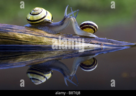 Brown-lipped escargot, escargot, grovesnail grove, jardin anglais, escargot, escargot, bagués plus bois bagués (escargot Cepaea nemoralis), t Banque D'Images