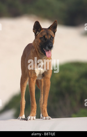 Seul adulte dingo debout sur une dune de sable Banque D'Images