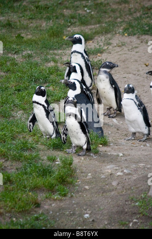 Putois penguin, il vit en côte orientale de l'Afrique, Nambia. Banque D'Images