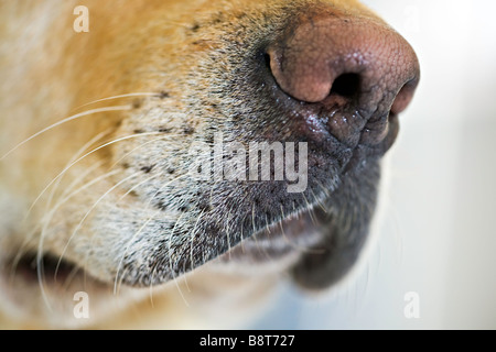 Close up, d'un Labrador Retriever jaune, la bouche et le nez. Banque D'Images