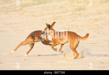 Deux dingos pure jouer combats sur une plage Banque D'Images