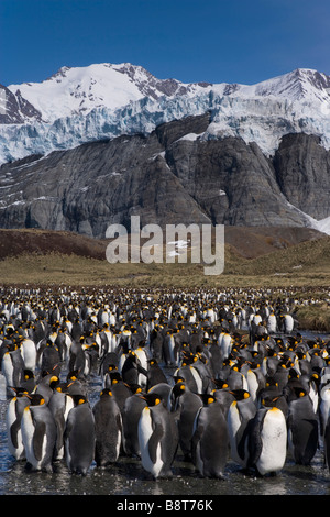 Le port de l'or, l'île de Géorgie du Sud, UK - King Penguins Banque D'Images