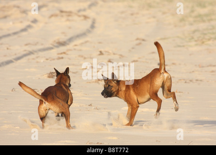 Deux dingos pure jouer combats sur une plage Banque D'Images