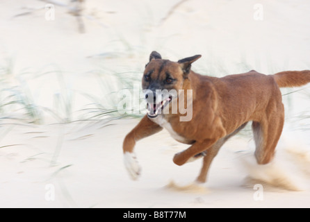 Dingo fonctionne rapidement sur une plage Banque D'Images