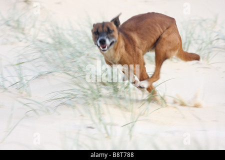 Dingo fonctionne rapidement sur une plage Banque D'Images