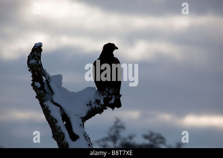 Silhouette d'un Aigle royal (Aquila chrysaetos ) sur une branche enneigée Banque D'Images
