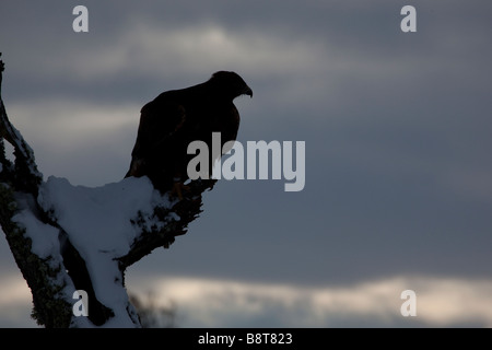 Silhouette d'un Aigle royal (Aquila chrysaetos ) sur une branche enneigée Banque D'Images