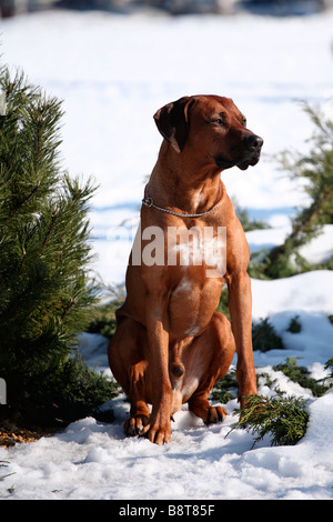 Séduisant jeune homme Rhodesian Ridgeback dog sitting on snow Banque D'Images