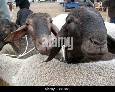 Les moutons en attente d'être vendues au marché du dimanche, Kashgar Kashgar, Chine Banque D'Images