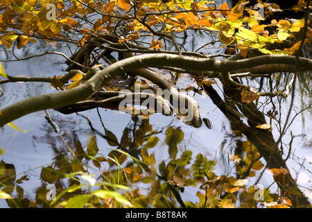 Branches au lakeshore en automne, l'Allemagne, Brandebourg Banque D'Images