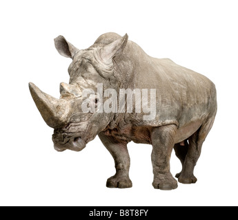 Rhinocéros blanc ou Square lipped rhinoceros Ceratotherium simum 10 ans devant un fond blanc Banque D'Images