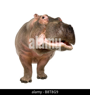 Hippopotamus Hippopotamus amphibius 30 ans devant un fond blanc Banque D'Images