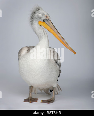 Pélican frisé Pelecanus crispus 18 mois devant un arrière-plan gris Banque D'Images