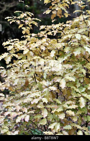 PITTOSPORUM TENUIFOLIUM GOLDEN KING Banque D'Images