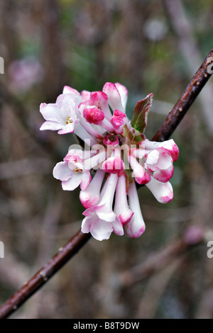 VIBURNUM X BODNANTENSE CHARLES LAMONT AGM Banque D'Images