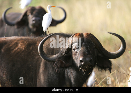 Buffle africain,Meru National Park, Kenya Banque D'Images