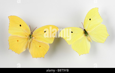 Vue rapprochée de l'batterfly jaune Banque D'Images