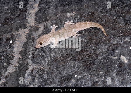 TARENTOLA ANGUSTIMENTALIS, Gecko, lézard, REPTILE, Lanzarote, Îles Canaries Banque D'Images