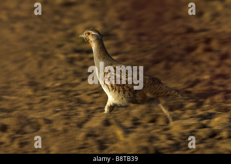 La perdrix grise (Perdix perdix), fonctionnant sur un hectare, Allemagne Banque D'Images