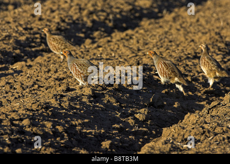 La perdrix grise (Perdix perdix), groupe d'exécution sur un hectare, Allemagne Banque D'Images