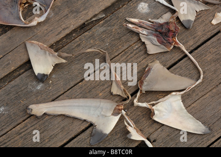 Le séchage des nageoires de requin dans Sabah Malaisie Bornéo Semporna soleil Asie du sud-est Banque D'Images