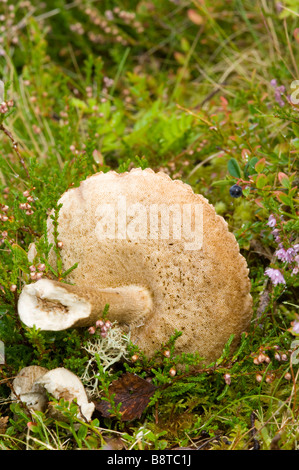 Bouleau brun Le Guide des champignons bolets, champignons, ou toadstool ampleur chez Ling, Heather Calluna vulgaris, en Ecosse. Banque D'Images