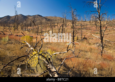 Remise en état végétatif d'une forêt de pins après un incendie de Kennedy Meadows Sierra Nevada en Californie Banque D'Images