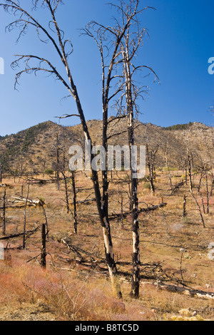 Remise en état végétatif d'une forêt de pins après un incendie de Kennedy Meadows Sierra Nevada en Californie Banque D'Images