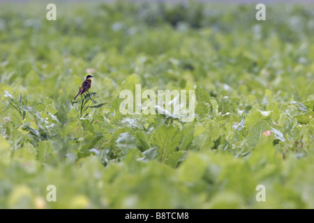 Bergeronnette printanière-cendré, la bergeronnette printanière (Motacilla flava cinereocapilla), assis dans le champ de légumes, l'Italie, Pouilles, Pulia Banque D'Images