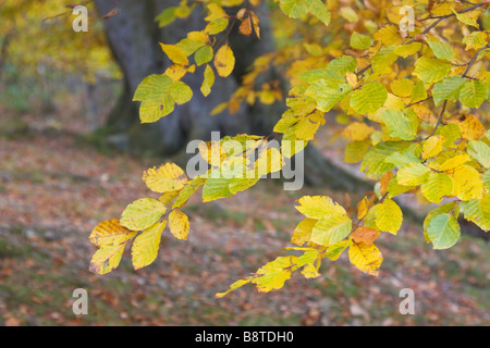 Beech tree branches avec des feuilles d'automne couleur Banque D'Images