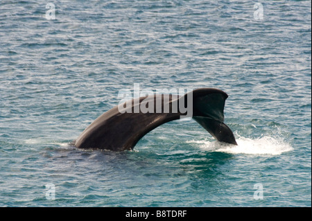 Queue d'une baleine franche australe Banque D'Images