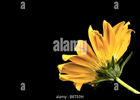 Gazania, Treasure Flower - belle fleur jaune isolé sur black Banque D'Images