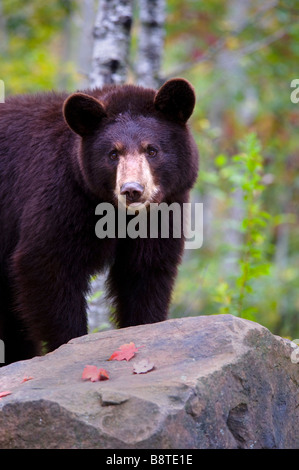 L'ours noir en automne, au Minnesota Banque D'Images