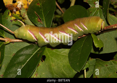 Troène Sphinx ligustri sphynx Sphingidae taille adulte caterpillar UK Banque D'Images