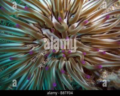 Snakelocks opelet, anémone Anemonia sulcata, anémone (Anemonia viridis), macro shot, Croatie, Dalmatien, Solta, Stomorska Banque D'Images