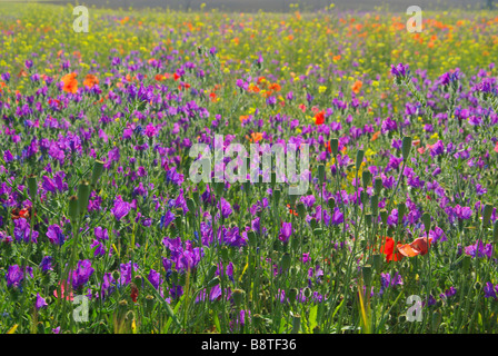 Wegerichblättriger Natternkopf Rewarewa Violet 04 Banque D'Images