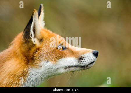 Le renard roux, Vulpes vulpes, à Alert. Banque D'Images