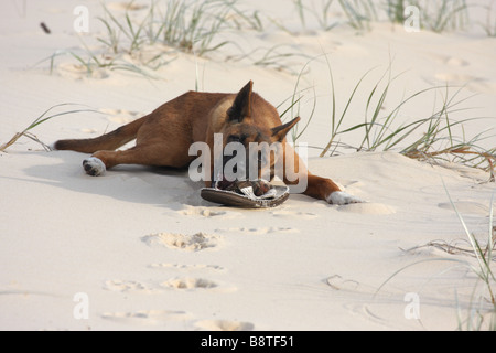 Dingo pure à mâcher sur une sandale sur une plage Banque D'Images