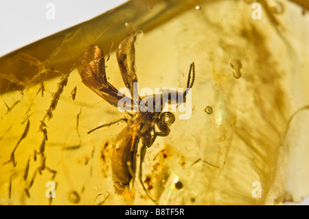 Ant à ailes préhistoriques conservés dans l'ambre baltique lituanienne Banque D'Images