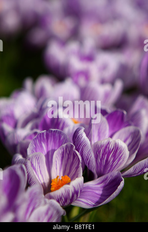 Purple crocus à St James Park Londres au printemps Banque D'Images