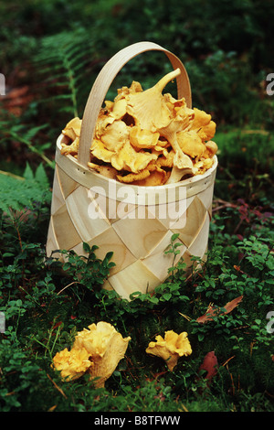 Un panier rempli de chanterelles. Banque D'Images