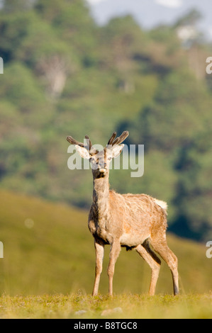 Red Deer (Cervus elaphus, un cerf ou un homme au début de l'été, avec bois de velours, dans les Cairngorms, en Écosse. Banque D'Images