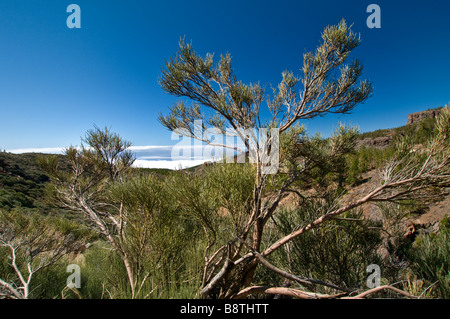 Ténérife et spectaculaire naturel sauvage paysage ensoleillé au-dessus des nuages dans le Parc National du Teide Tenerife Espagne Banque D'Images