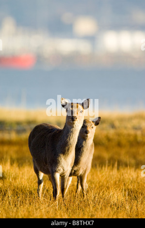 Le cerf sika, Cervus nippon, une femelle ou un juvénile avec hind sur saltmarsh à bord de Poole Harbour avec la ville de Poole derrière. Banque D'Images