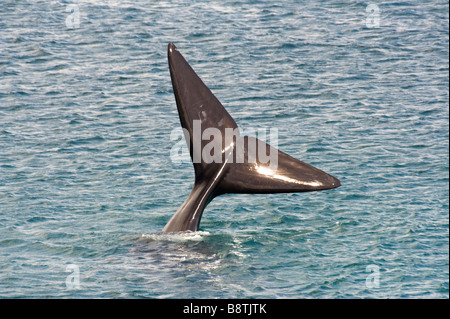 Queue d'une baleine franche australe Banque D'Images