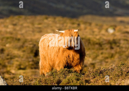 Sur une vache Highland heather moor sur l'île de Skye, les Highlands écossais. Banque D'Images