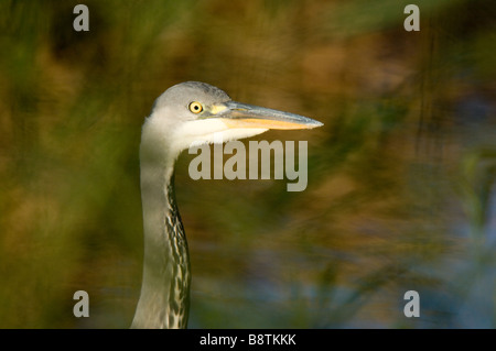 Héron cendré Ardea cinerea. Banque D'Images