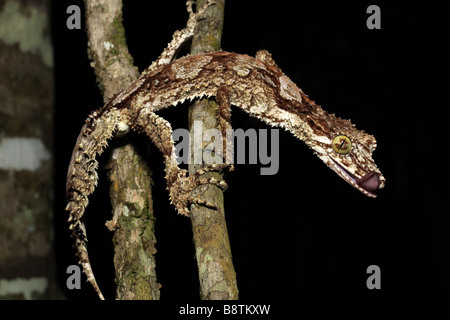 Gecko à queue de feuille du nord (Phyllurus cornutus) Banque D'Images